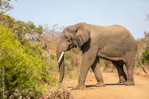 A male elephant  bull   Loxodonta africana  on the move  Hluhluwe     imfolozi Game Reserve  South Africa.