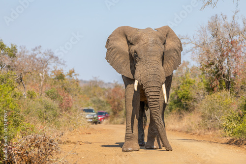 A male elephant, bull ( Loxodonta africana) on the move and walking towards the camera, Hluhluwe – imfolozi Game Reserve, South Africa.