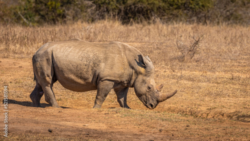 White rhinoceros  Ceratotherium simum   Hluhluwe     imfolozi Game Reserve  South Africa.