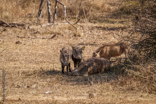 Warthog nursing the little ones (Phacochoerus africanus) under a tree, Hluhluwe – imfolozi Game Reserve, South Africa.