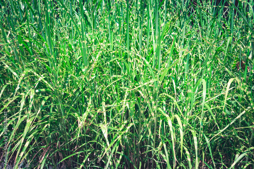 Green grass texture background.