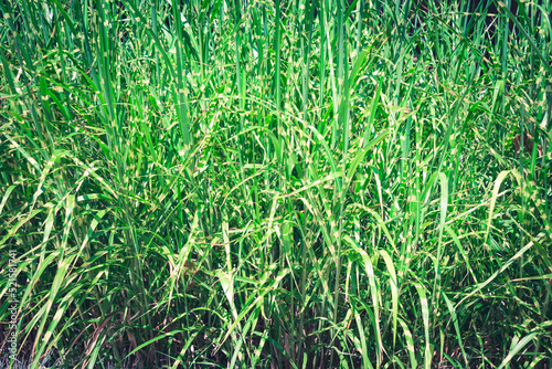 Obraz na płótnie Green grass texture background. w salonie