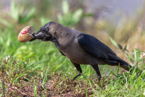 The house crow, also known as the indian,greynecked,ceylon or Colombo crow, is a common bird of the crow family.  photo