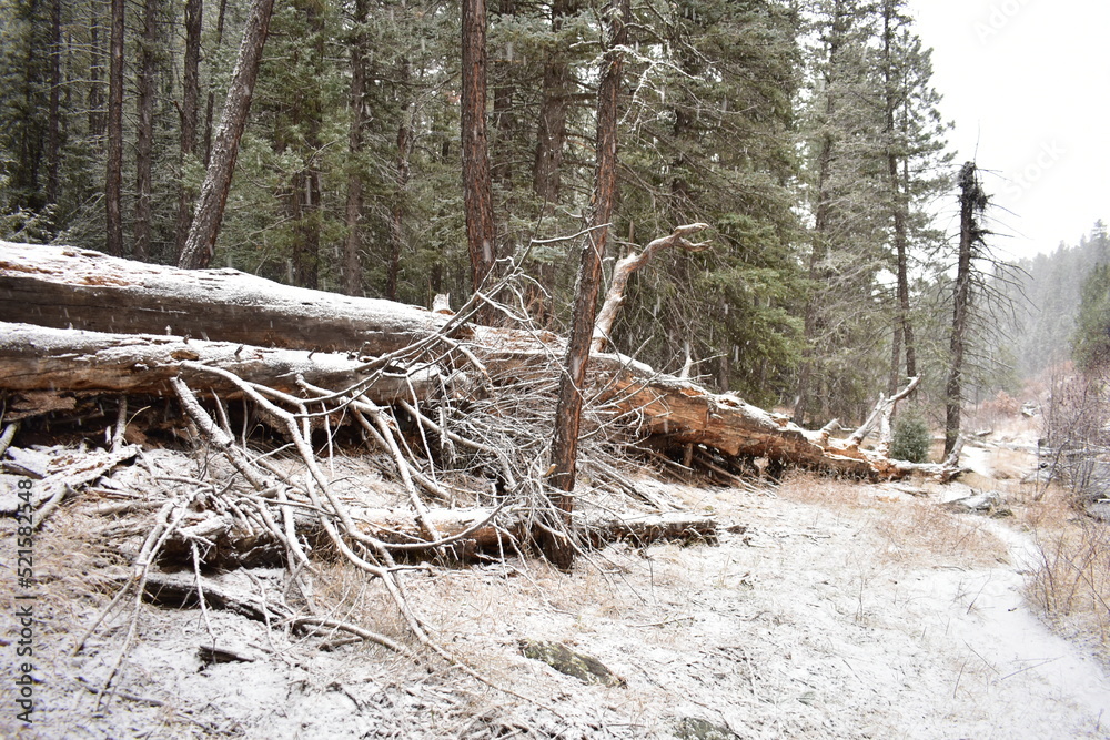 forest in winter forest in winter
