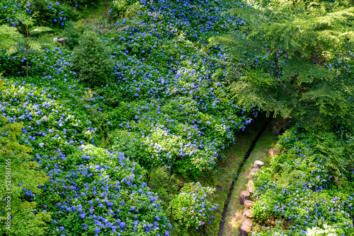 徳島県那賀町はあいあいらんどに咲き乱れる紫陽花 photo