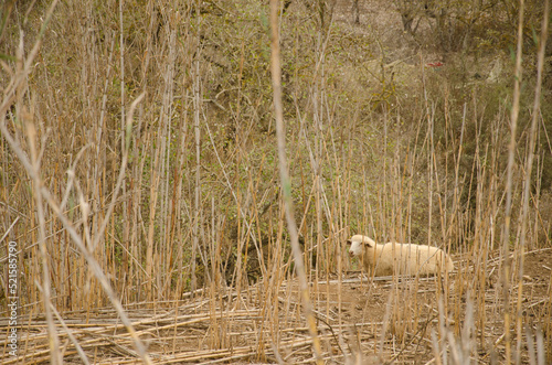 Sheep Ovis aries resting in a reed bed. Firgas. Gran Canaria. Canary Islands. Spain.