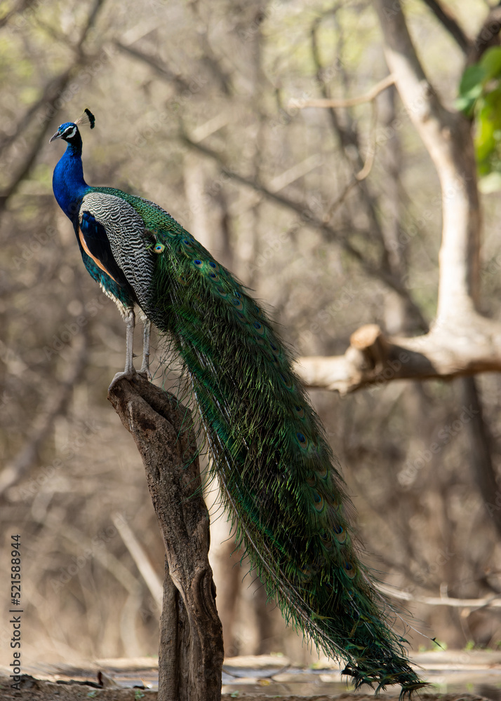 Fototapeta premium peacock in the park