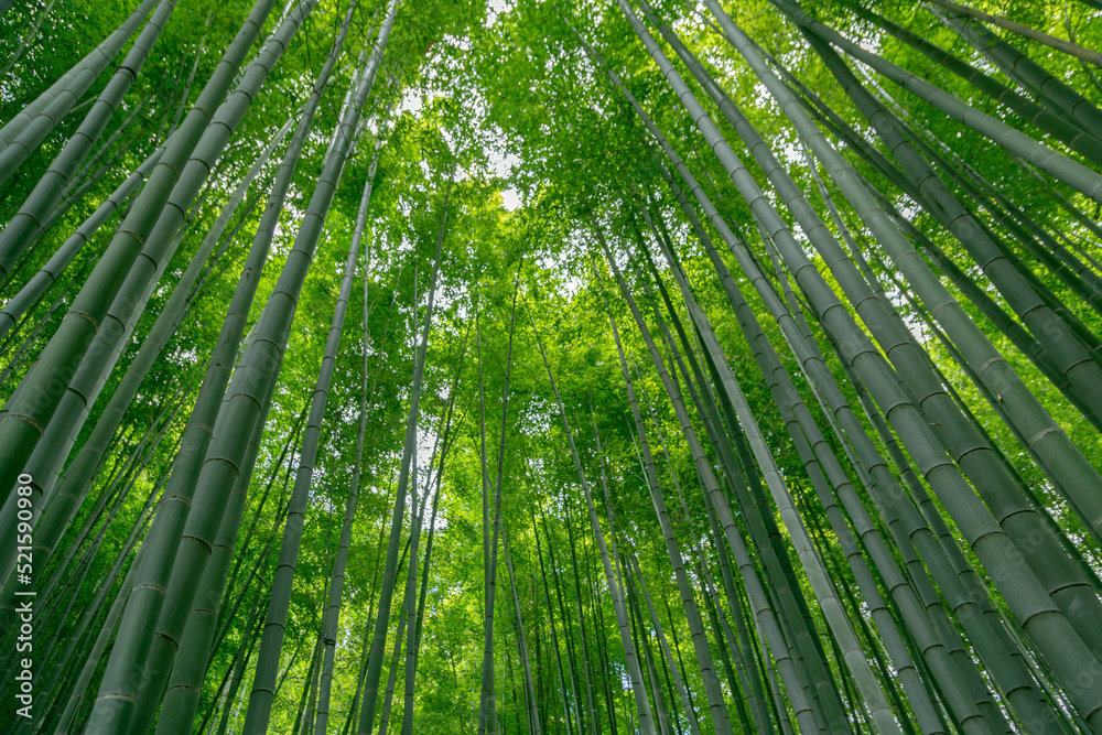 Beautiful image of bamboo forest at Hokokuji, Yokohama, Kanagawa, Japan Beautiful image of bamboo forest at Hokokuji, Yokohama, Kanagawa, Japan