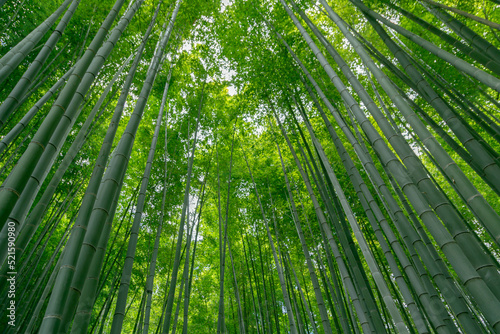 Beautiful image of bamboo forest at Hokokuji  Yokohama  Kanagawa  Japan