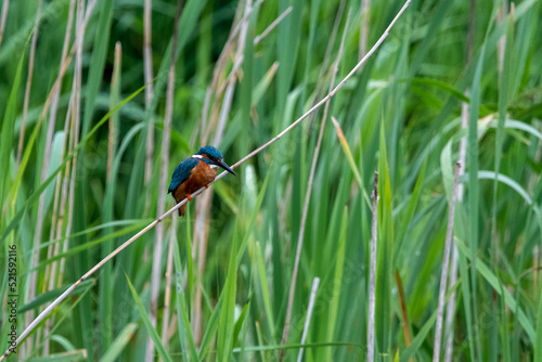 Kingfisher perched on reed. Photographed from bird hide at RSPB Lakenheath Fen, Suffolk. © Christopher Keeley