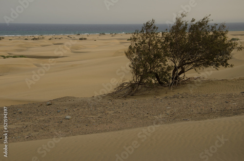 Tree Tamarix canariensis in the Maspalomas Dunes. Reserve of the Maspalomas Dunes. San Bartolome de Tirajana. Gran Canaria. Canary Islands. Spain.