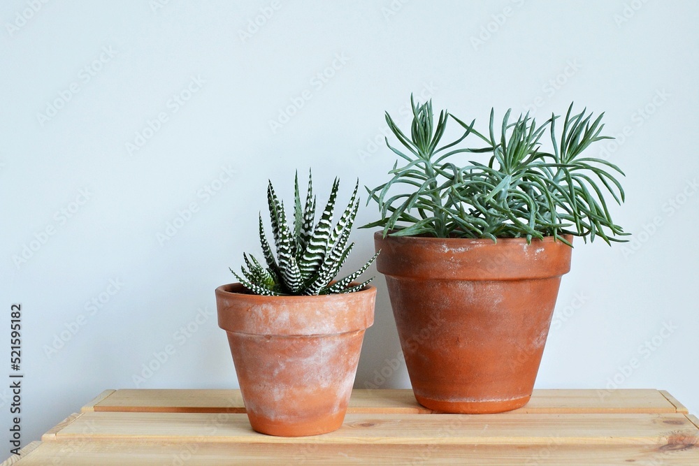 Succulents senecio blue and haworthia fasciata in rustic terracotta pots on wooden desk Succulents senecio blue and haworthia fasciata in rustic terracotta pots on wooden desk