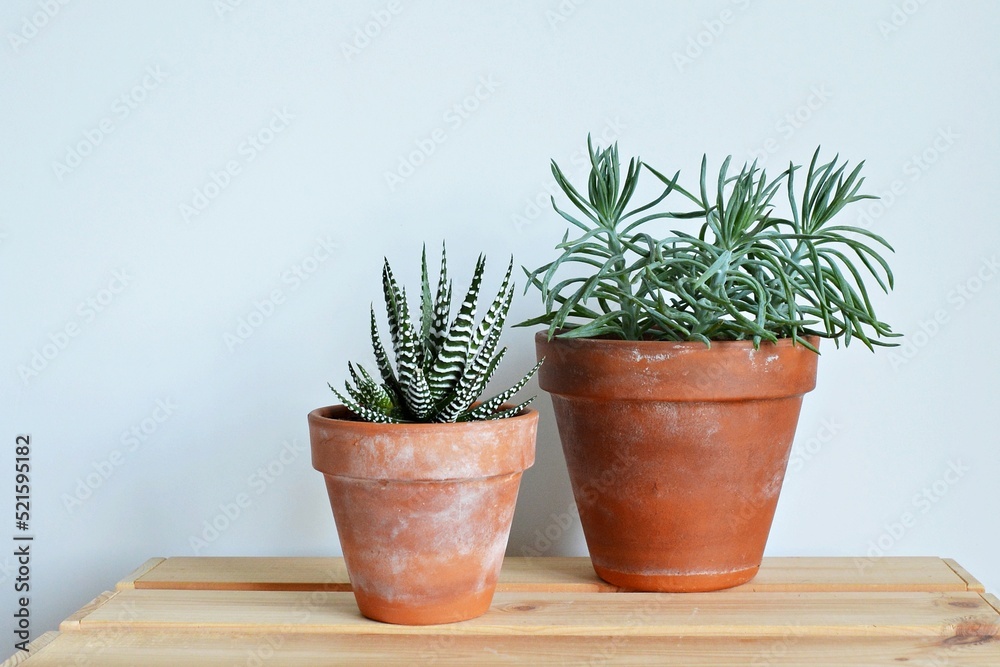 Succulents senecio blue and haworthia fasciata in rustic terracotta pots on wooden desk