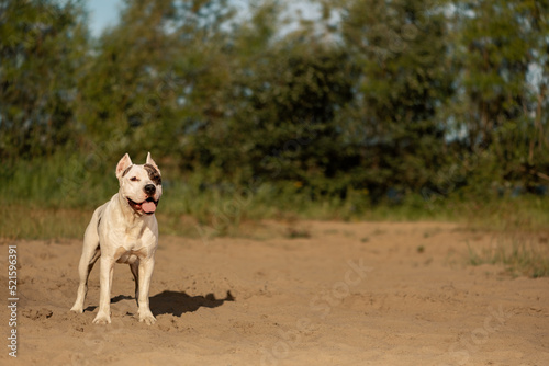 Happy American Staffordshire Terrier standing in rural