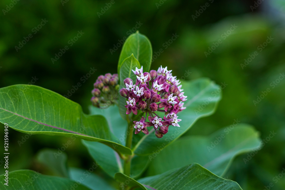 Vatochnik Syriac, lilac small flowers in bud Vatochnik Syriac, lilac small flowers in bud