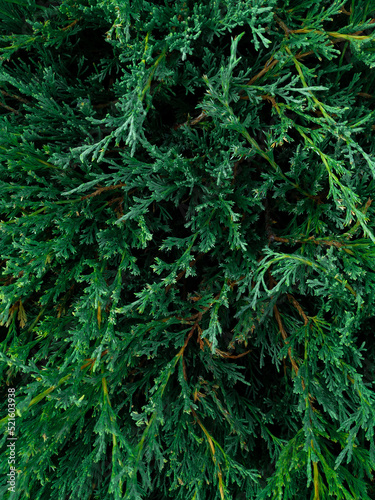 green juniper background