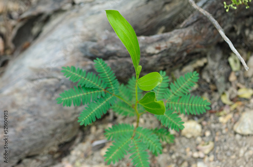 Wild hybridize plants in forest