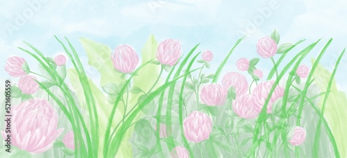 Fototapeta Naklejka Na Ścianę i Meble -  Watercolor panoramic illustration, pink clover flowers in fresh meadow grass