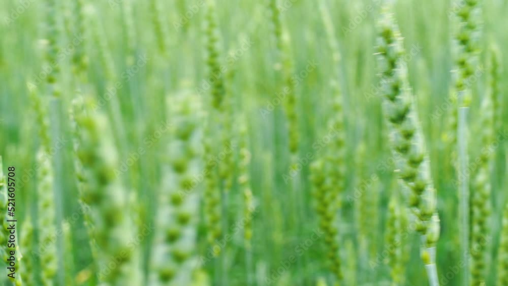 close-up of ears of growing wheat on the field on a summer sunny day. Take care of the bread and wheat harvest. Selective focus, shallow depth of field. Good crop of cereals. food crisis close-up of ears of growing wheat on the field on a summer sunny day. Take care of the bread and wheat harvest. Selective focus, shallow depth of field. Good crop of cereals. food crisis