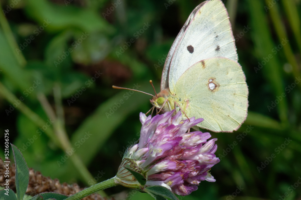 Soufré - Colias hyale Soufré - Colias hyale
