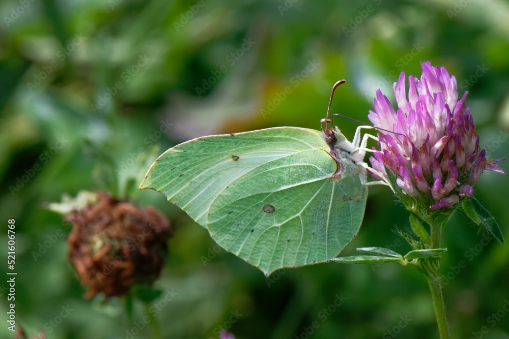 Fototapeta premium citron - gonepteryx rhamni