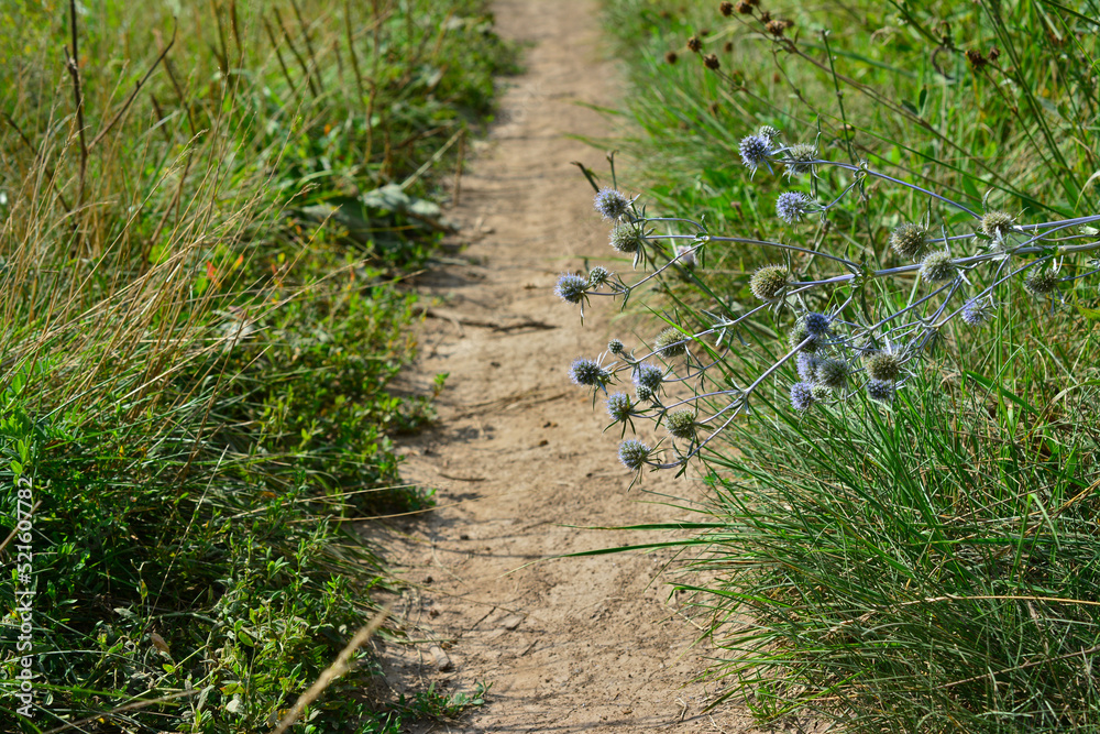 footpath with green grass and thistle bush on roadside, close-up footpath with green grass and thistle bush on roadside, close-up