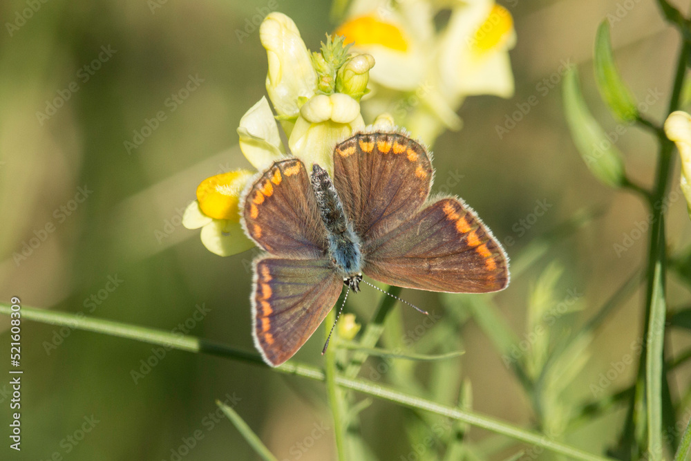 Obraz premium weiblicher Bläuling auf einer gelben Wildblume