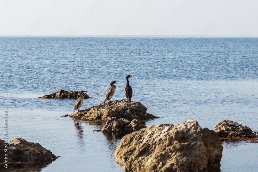 Birds on coastal rocks on the Black Sea