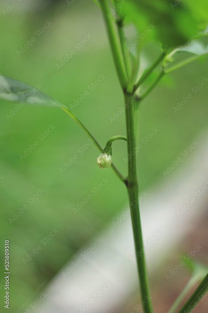 White chili flowers pierced from the base of the branch White chili flowers pierced from the base of the branch