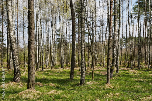Fototapeta Naklejka Na Ścianę i Meble -  Forest at Beskid Mountains near Goczalkowice reservoir in Poland