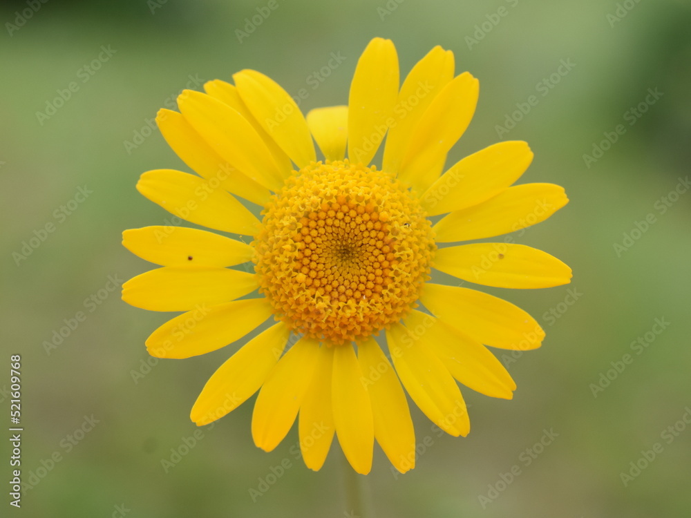 Cota tinctoria golden marguerite flower closeup on green background Cota tinctoria golden marguerite flower closeup on green background