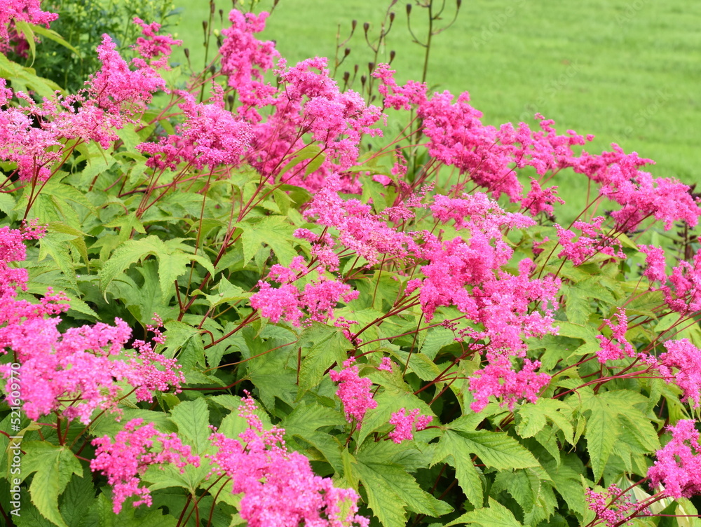 Purple maedowsweet Filipendula purpurea flowering in a garden Purple maedowsweet Filipendula purpurea flowering in a garden