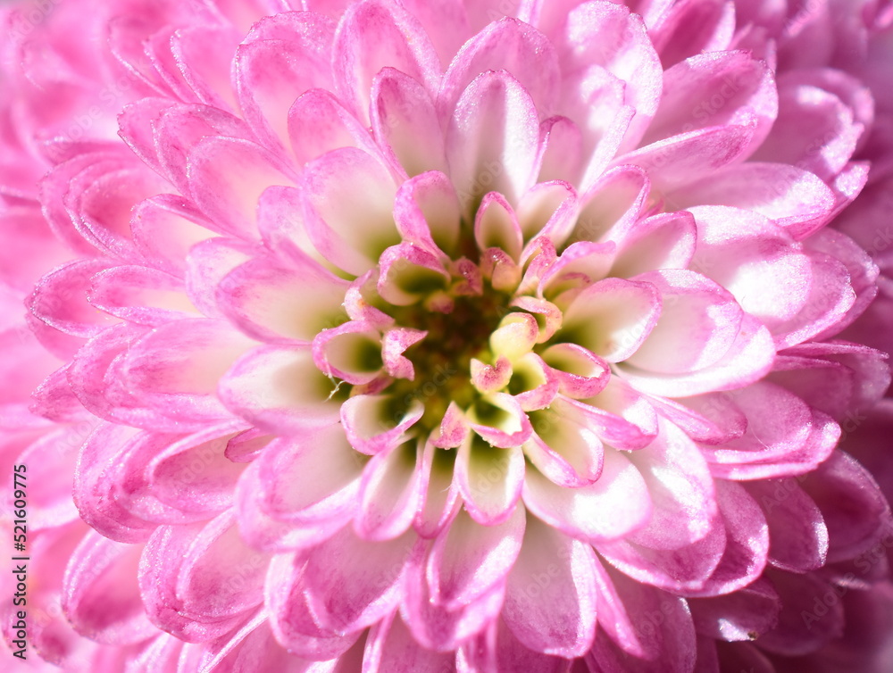 Extreme closeup on pink chrysanthemum flower