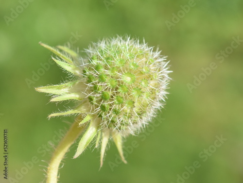 The seed of Knautia macedonia macedonian scabious plant