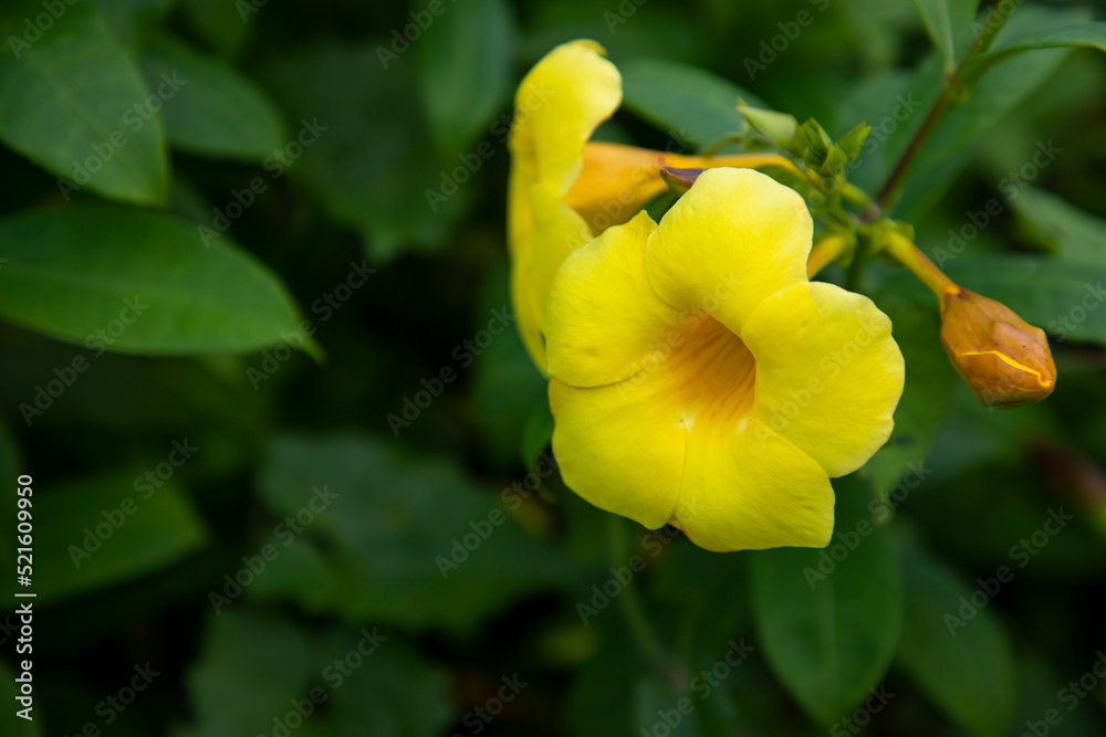 Beautiful Blossom Yellow allamanda cathartica Flower in the Garden tree Beautiful Blossom Yellow allamanda cathartica Flower in the Garden tree