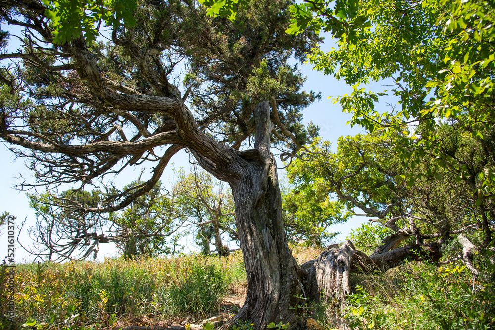 Fototapeta premium Nature reserve Mali Utrish, sunny summer day