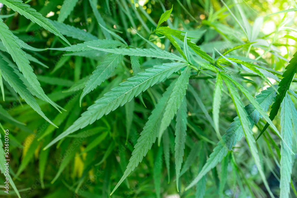 Marijuana leaves or Cannabis in selective focusing Marijuana leaves or Cannabis in selective focusing