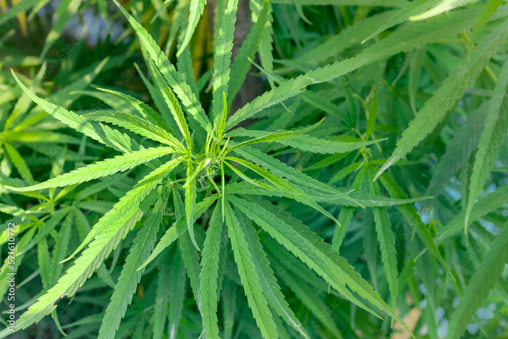 Marijuana leaves or Cannabis in selective focusing Marijuana leaves or Cannabis in selective focusing