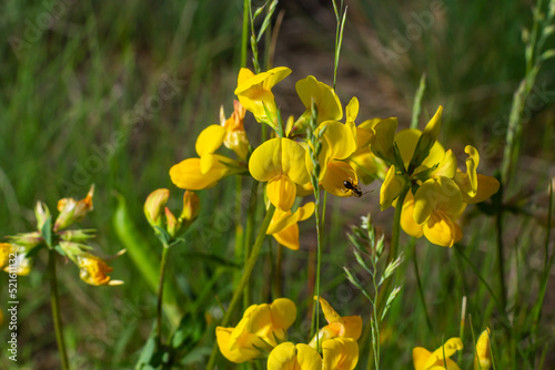 Close-up of field bright yellow wild honey flower lotus corniculatus on natural blurry background