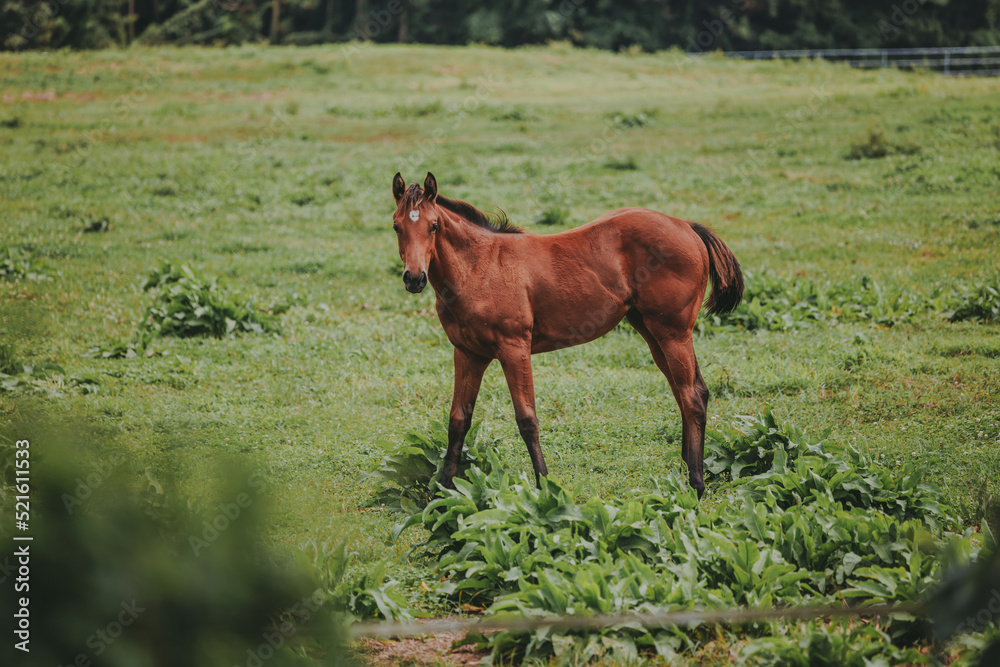 South Korean horses on the field. Saturday, August 6, 2022. jeju island, korea South Korean horses on the field. Saturday, August 6, 2022. jeju island, korea