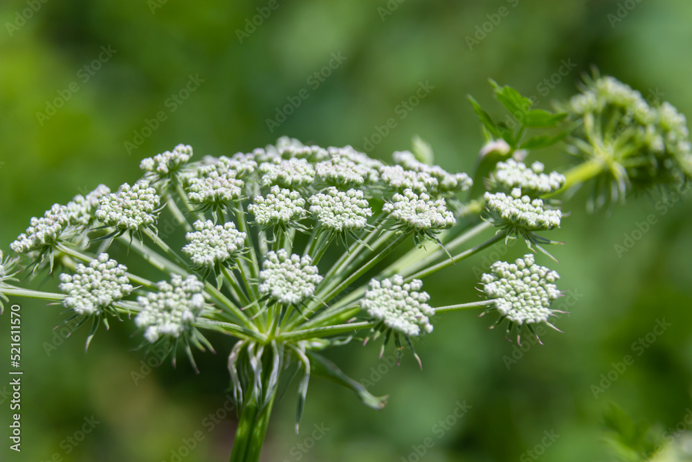 Flowering black cumin, Bunium bulbocastanum in the natural environment on a green background Flowering black cumin, Bunium bulbocastanum in the natural environment on a green background