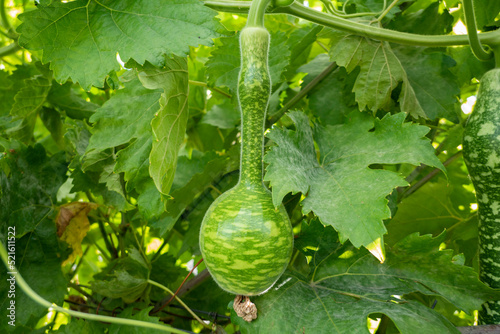 Cabaças da variedade cobra (cucurbita lagenaria) com um pescoço longo, frutas ornamentais decorativas.
Entre galhos e folhas, cabaças na cabaceira. photo