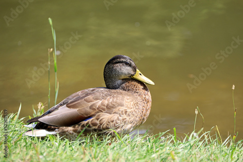 Mallard duck resting on lake coast in summer. Female duck sitting on a grass near the water