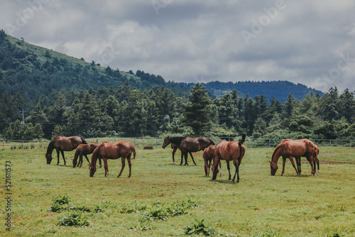 South Korean horses on the field. Saturday, August 6, 2022. jeju island, korea
