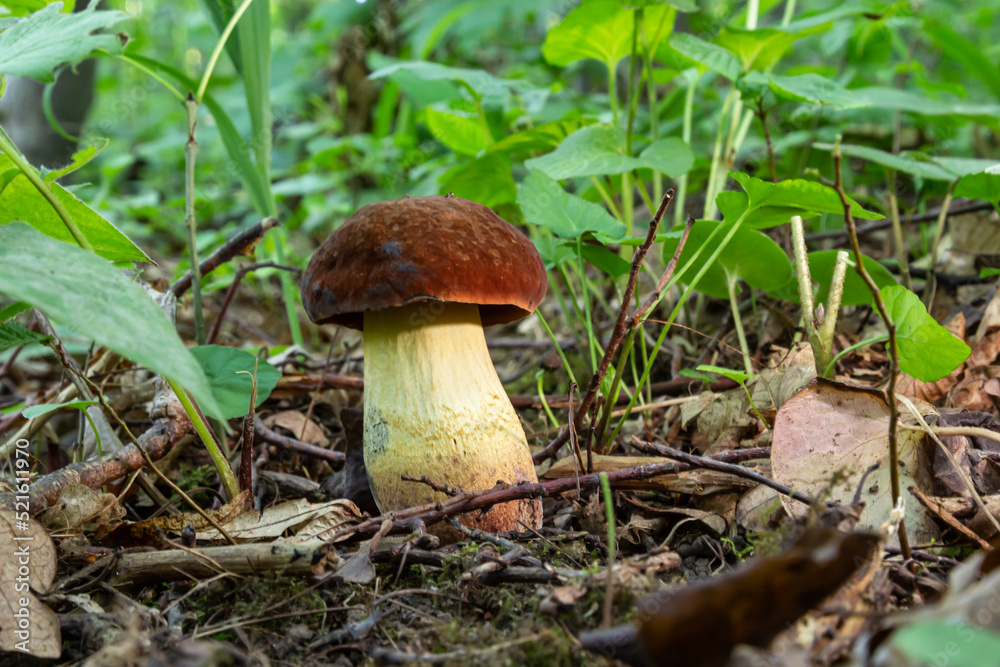example of bay bolete - Imleria badia, syn.: Boletus badius, Xerocomus badius example of bay bolete - Imleria badia, syn.: Boletus badius, Xerocomus badius