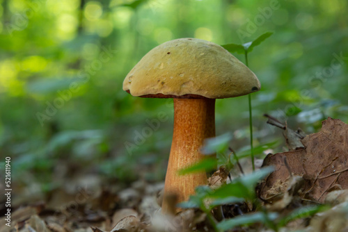 Suillellus luridus, formerly Boletus luridus, commonly known as the lurid bolete with forest trees in the background