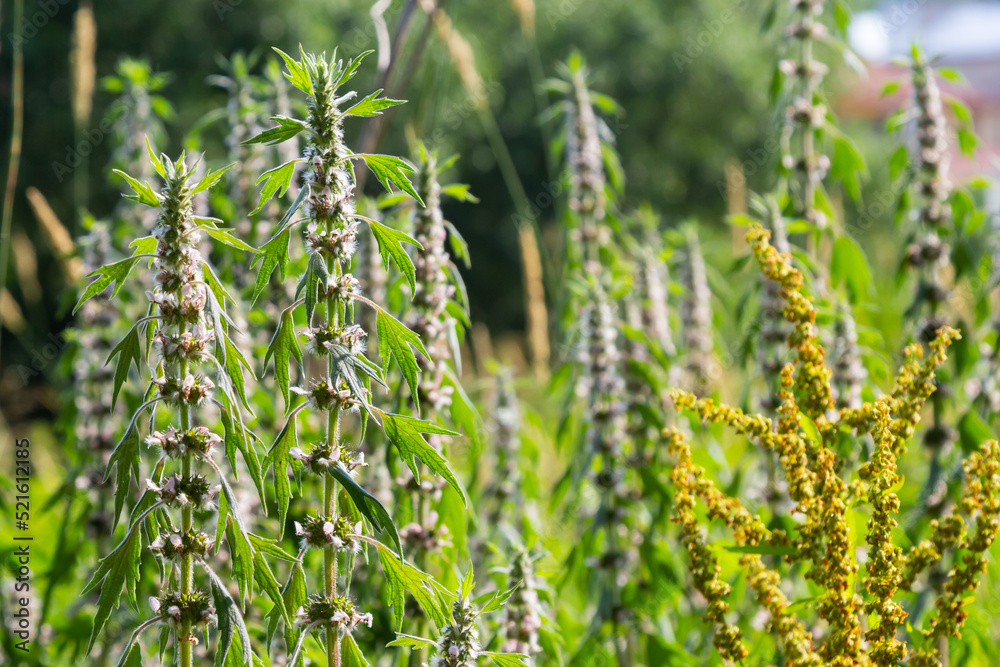 Leonurus cardiaca, known as motherwort. Other common names include throw-wort, lion's ear, and lion's tail. Medicinal plant. Grows in nature Leonurus cardiaca, known as motherwort. Other common names include throw-wort, lion's ear, and lion's tail. Medicinal plant. Grows in nature
