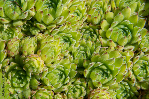 Succulents growing on rocks. Desert garden with succulents. Closeup of cacti growing between rocks on a mountain. Indigenous South African plants in nature. Modern gardening, cactus close up