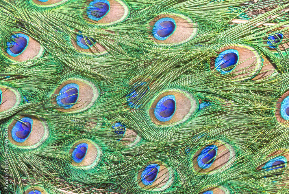 Obraz premium Bright colorful peacock feathers in a pattern.