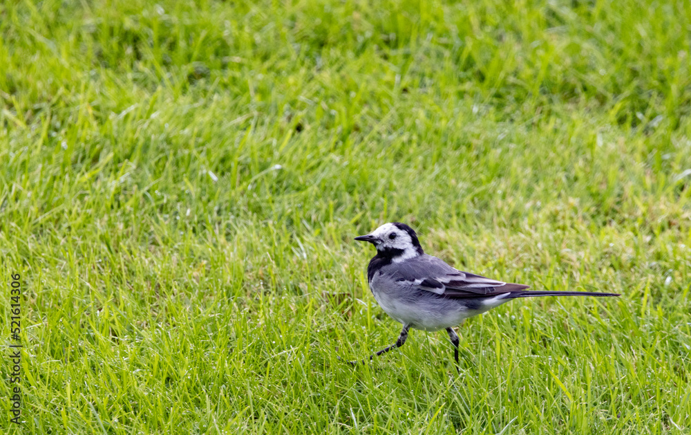 Linerle - vippestjert or Motacilla alba is a bird that nests in large parts of Europe and Asia, and parts of North Africa,Helgeland,Nordland county,scandinavia,Europe Linerle - vippestjert or Motacilla alba is a bird that nests in large parts of Europe and Asia, and parts of North Africa,Helgeland,Nordland county,scandinavia,Europe